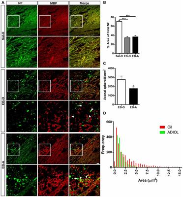 <mark class="highlighted">Androstenediol</mark> Reduces Demyelination-Induced Axonopathy in the Rat Corpus Callosum: Impact on Microglial Polarization